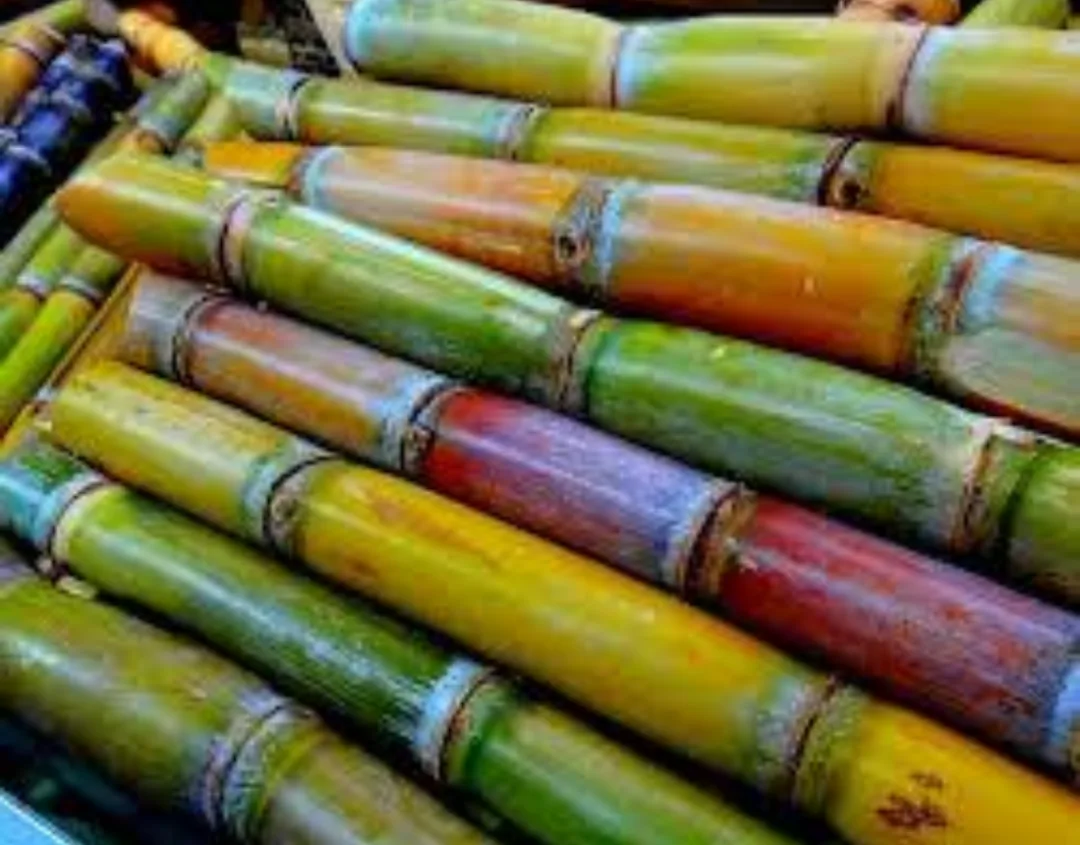 Suger cane