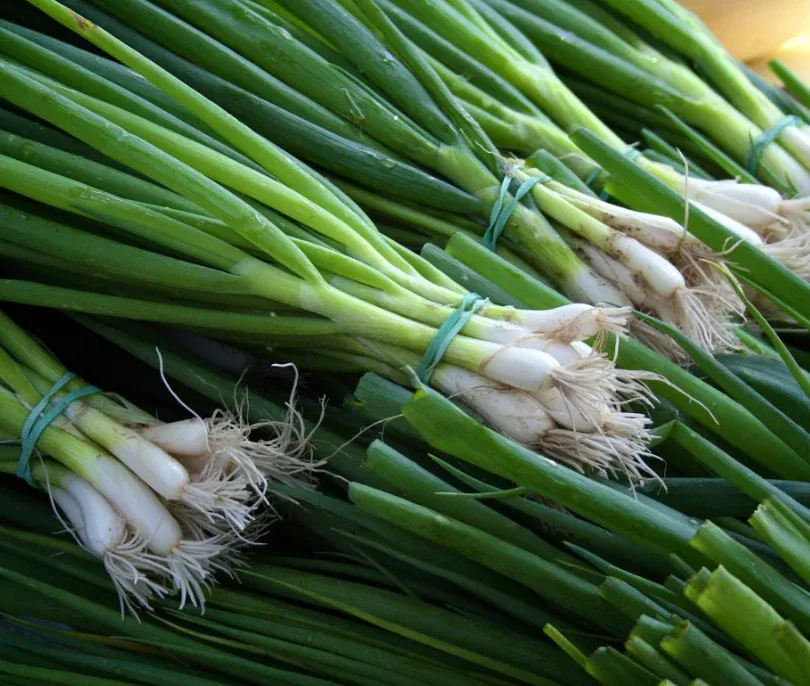 Spring onion
