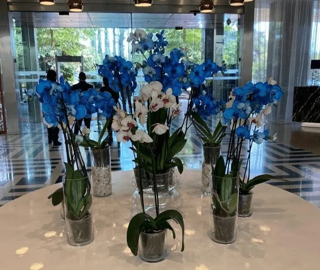 A Variety of Beautiful Flowers
