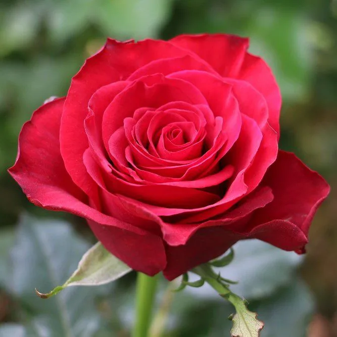 RED PRESTIGE Flower