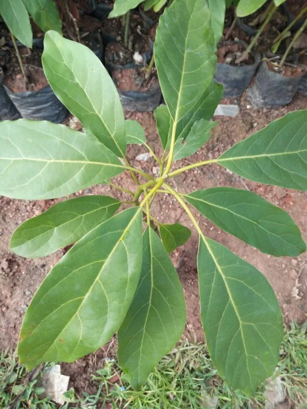 Grafted HASS Avocado Seedlings for your Orchard Garden