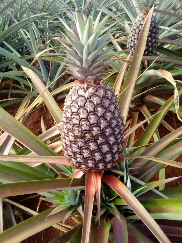 Fresh pineapple