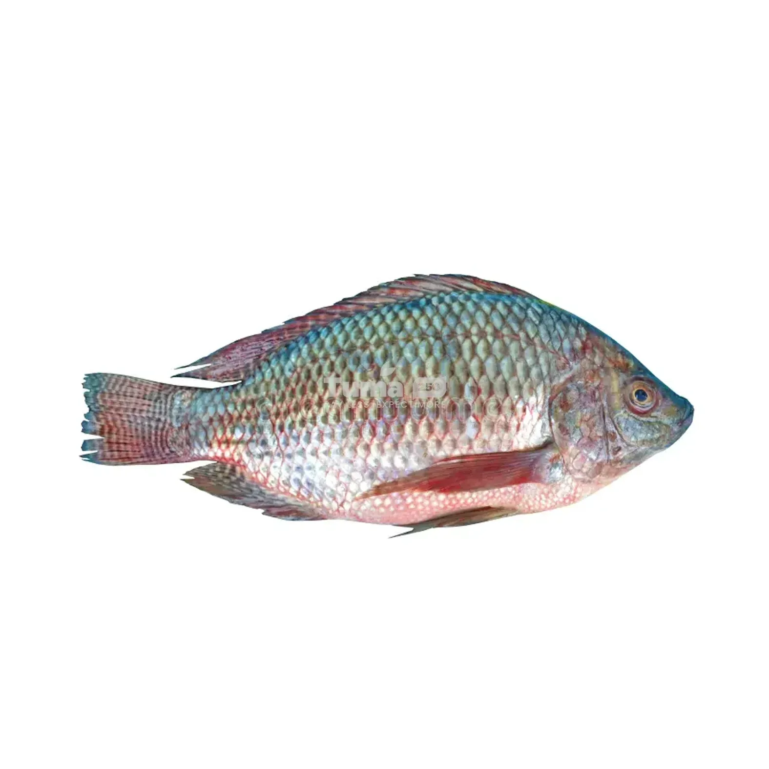 Tilapia Fish Big (Poisson )